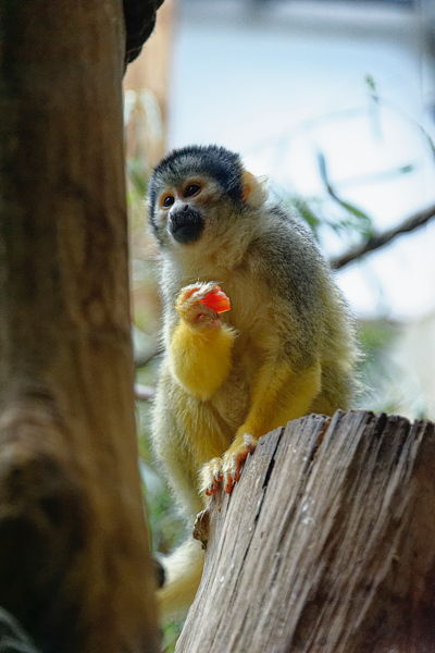 140517-114015-Basler-Zoo_Web_x600