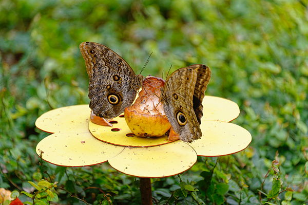 110728-115234-Stuttgart-Wilhelma_Web_x600