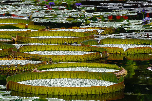 110728-161545-Stuttgart-Wilhelma_Web_x600